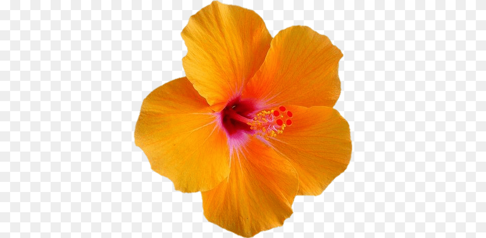 Flor Flordepapo Papo Flores Naranja Color Flores Con Frases, Flower, Plant, Hibiscus, Petal Free Png Download