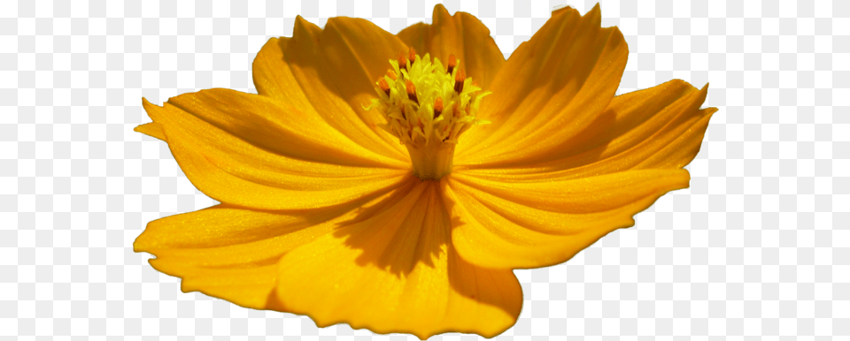 Flor Flower By Malkarma D50qwa8 Flowers Flor, Petal, Plant, Pollen, Daisy Png