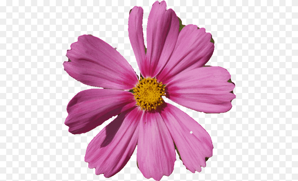 Flor Gif Con Movimiento, Daisy, Flower, Petal, Plant Png Image