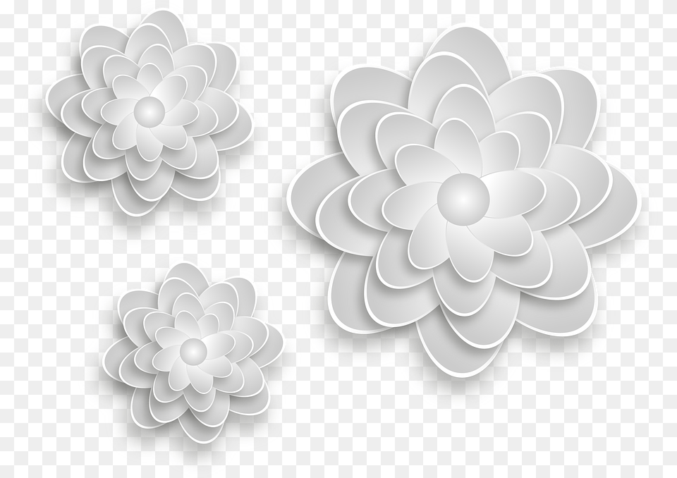 Flor Gris, Dahlia, Flower, Plant, Accessories Png Image