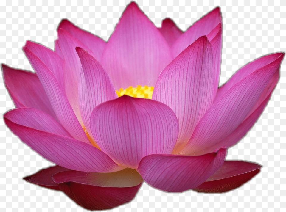 Flor Loto Love Flowers Flower Pink Lotus, Dahlia, Petal, Plant, Lily Free Png Download