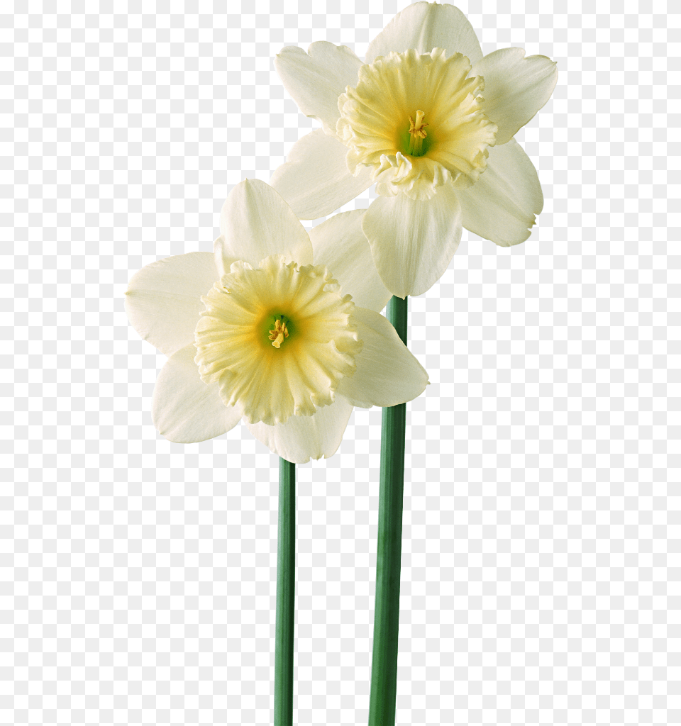 Flor Mes De Nacimiento Narcisos Green Flower Mobile Wallpaper Hd, Daffodil, Plant Free Png