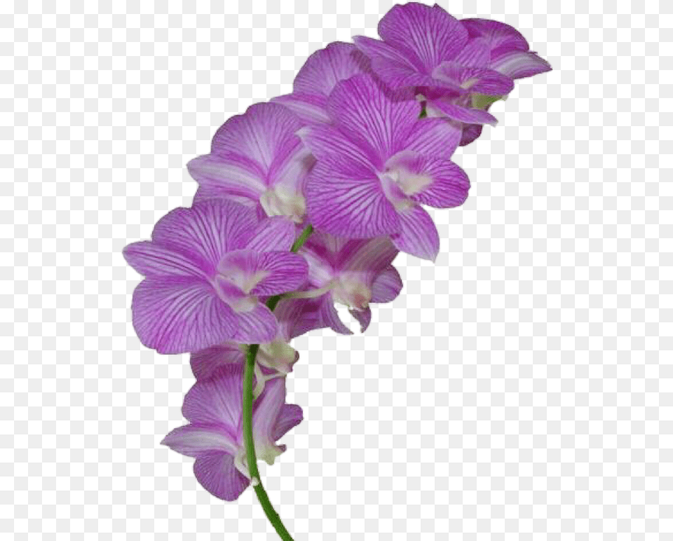 Flor Morado Flowers Flores Flower Orchid On Background, Petal, Plant, Purple Free Transparent Png