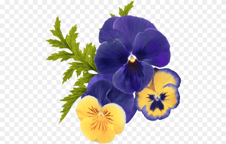 Flor Pensamiento Para Sublimar, Flower, Plant, Pansy, Geranium Png
