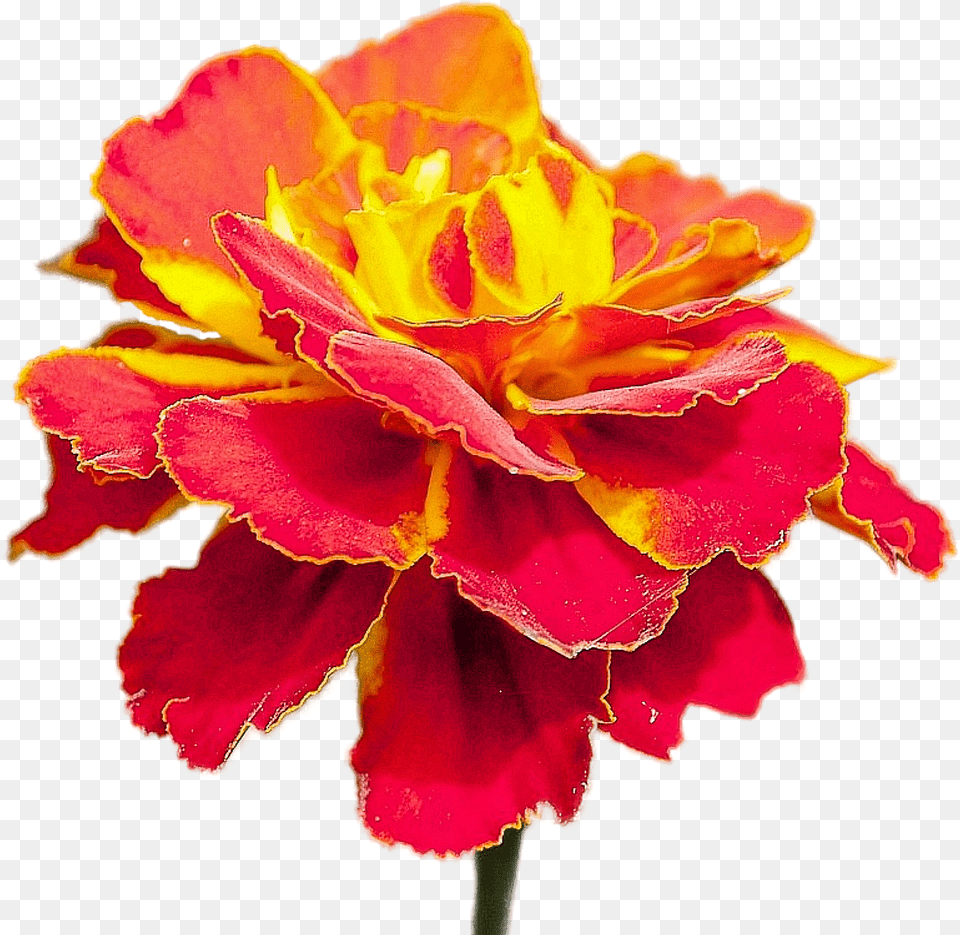 Flor Roja Con Amarillo, Carnation, Flower, Geranium, Petal Free Png