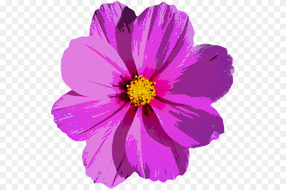 Flor Roxa, Anemone, Anther, Dahlia, Daisy Png