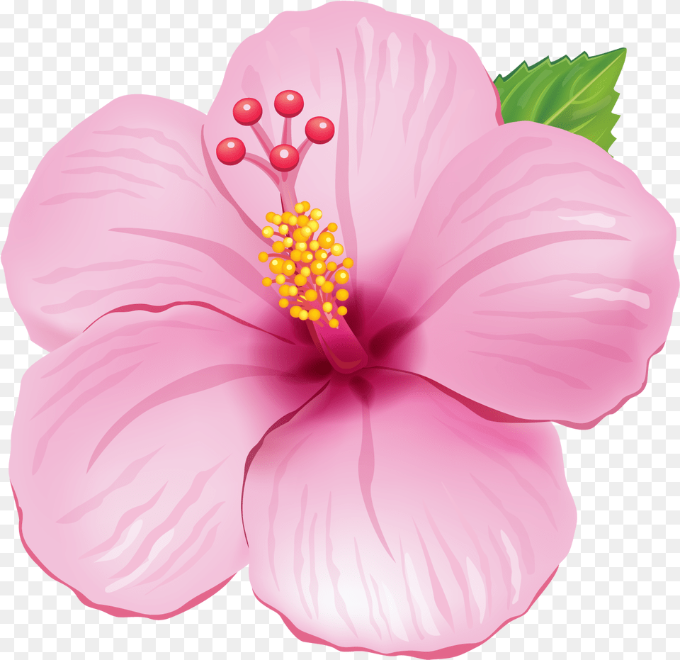 Flor Tropical, Flower, Plant, Hibiscus, Anther Free Png
