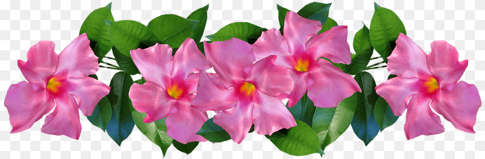 Flor Tropical Rosa, Flower, Geranium, Petal, Plant Free Transparent Png