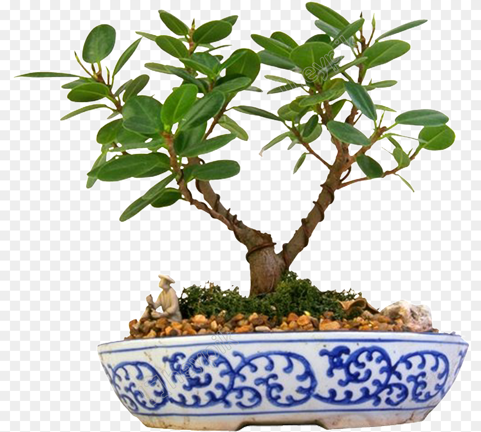 Flor Verde Porcelana Bonsai, Plant, Potted Plant, Tree, Leaf Png