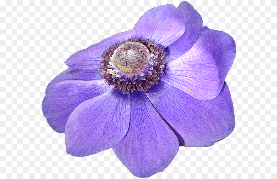 Flor Violeta, Anemone, Flower, Plant, Petal Png