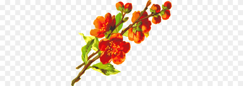 Flora Flower, Plant, Pattern, Art Png