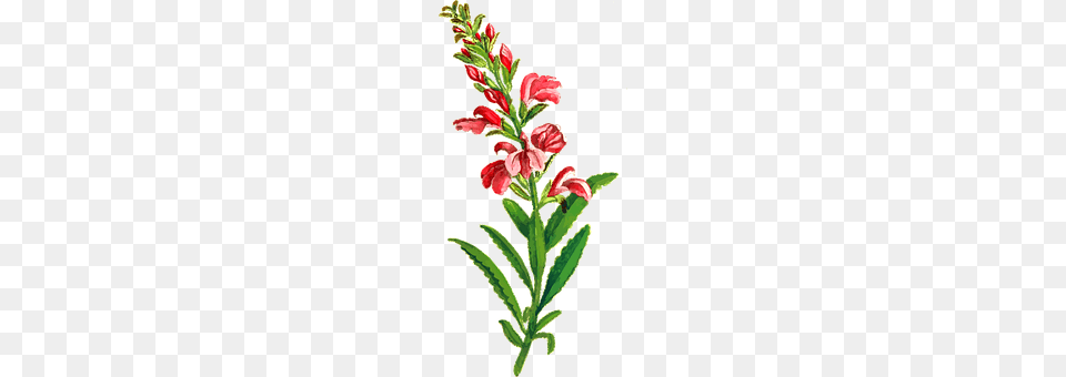 Flora Flower, Plant, Acanthaceae Free Png