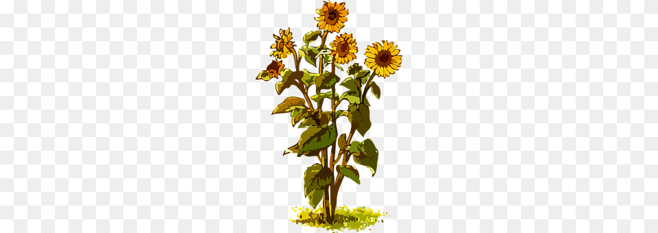 Flora Flower, Plant, Sunflower, Cross Png Image