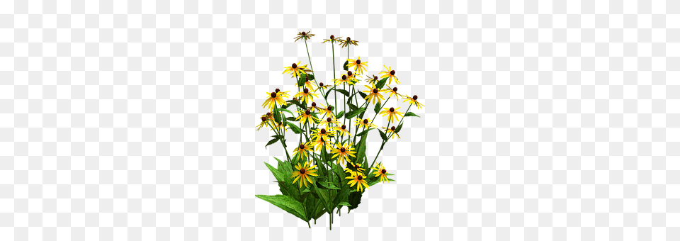 Flora Daisy, Flower, Flower Arrangement, Plant Free Png Download