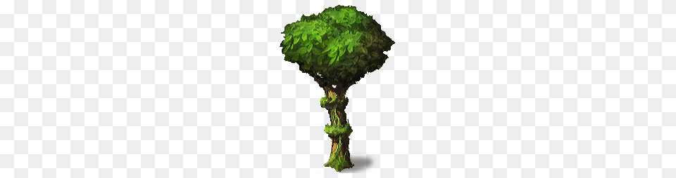 Flora, Green, Moss, Plant, Tree Png Image