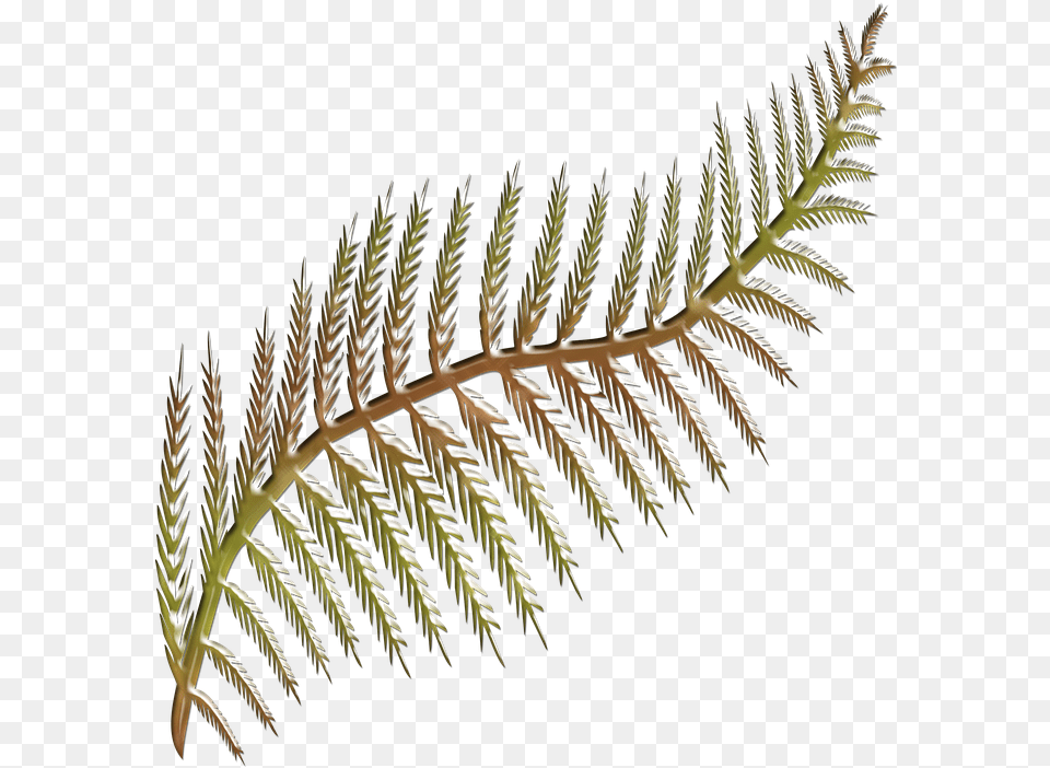 Flora Fern Frond Shape Stylised Colored Shape Paprad, Leaf, Plant, Tree, Accessories Png