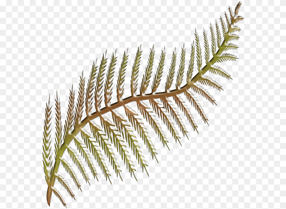 Flora Fern Frond Shape Stylised Orange Fern Clipart, Leaf, Plant, Tree, Accessories Free Png