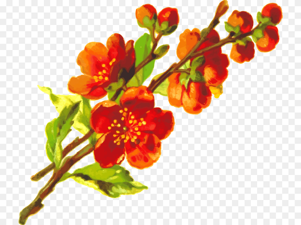 Flora Floral Flower Plant Orange Flower Aesthetic, Anther, Petal, Geranium Free Transparent Png