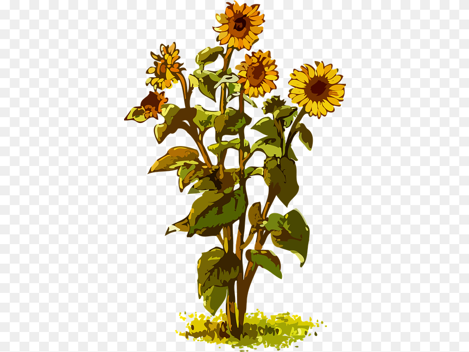 Flora Floral Flower Vector Graphic On Pixabay Sunflower Plant Clipart, Daisy, Person Free Png