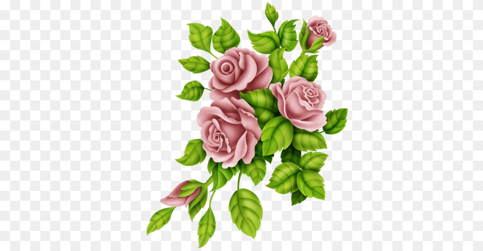 Flora Kwiaty, Rose, Plant, Pattern, Flower Free Png Download