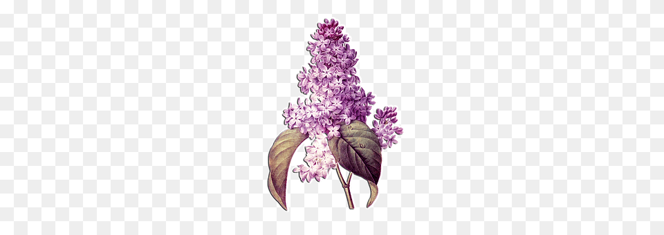 Floral Flower, Plant, Lilac, Purple Free Transparent Png