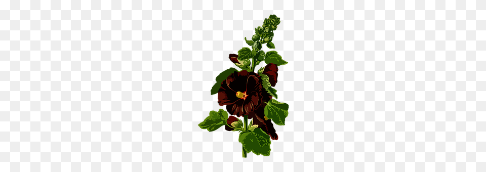 Floral Flower, Plant, Person, Hibiscus Free Transparent Png