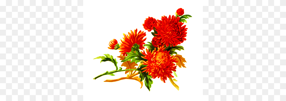 Floral Art, Pattern, Graphics, Plant Free Transparent Png