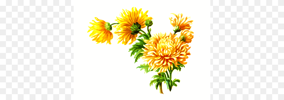 Floral Dahlia, Daisy, Flower, Plant Png