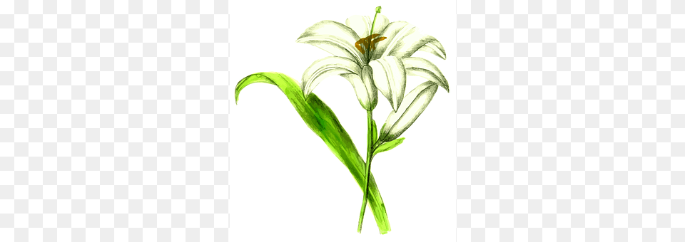 Floral Flower, Plant, Lily Png