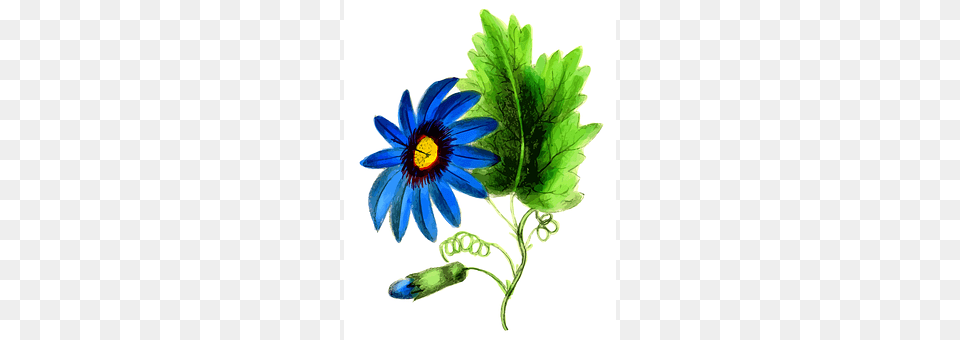 Floral Plant, Daisy, Flower, Anemone Png Image