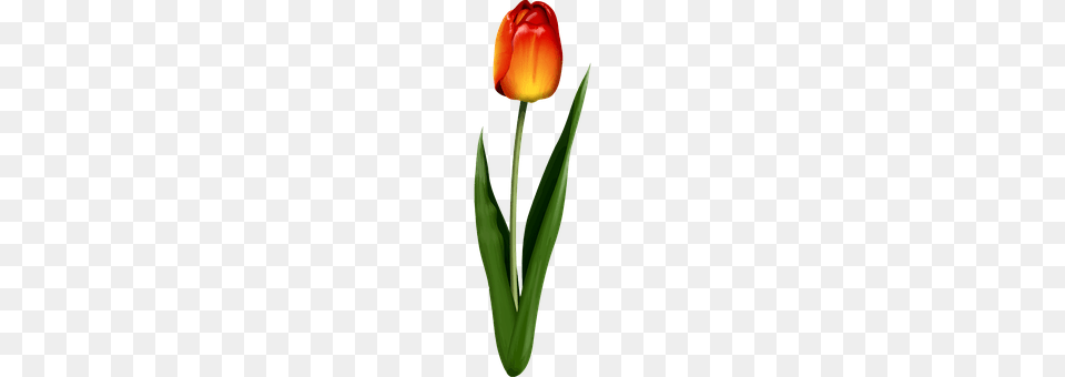 Floral Flower, Plant, Tulip, Smoke Pipe Png Image