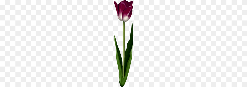 Floral Flower, Plant, Tulip Free Transparent Png