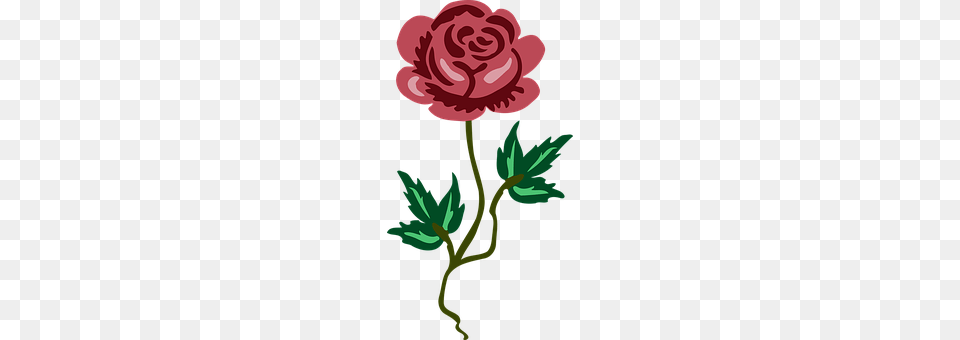 Floral Carnation, Flower, Plant, Rose Png Image