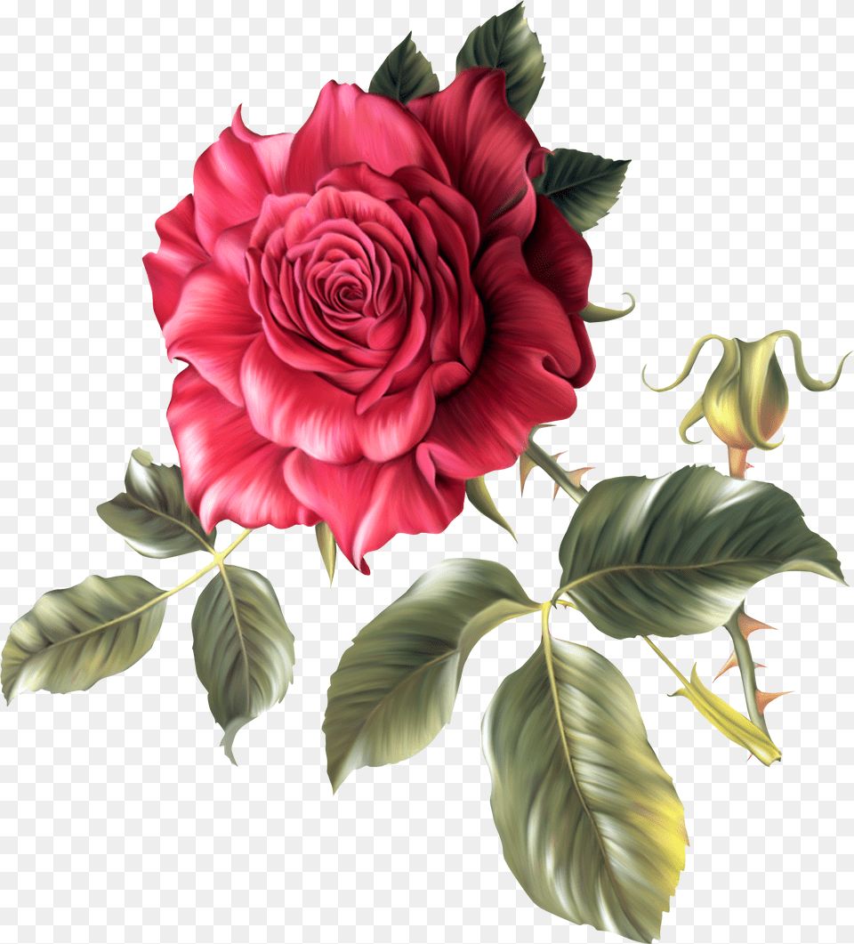 Floral Png Image