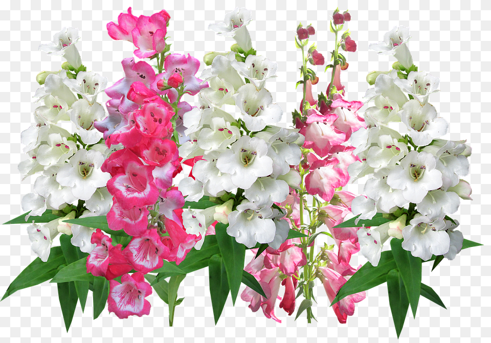 Floral Flower, Plant, Geranium, Gladiolus Png Image