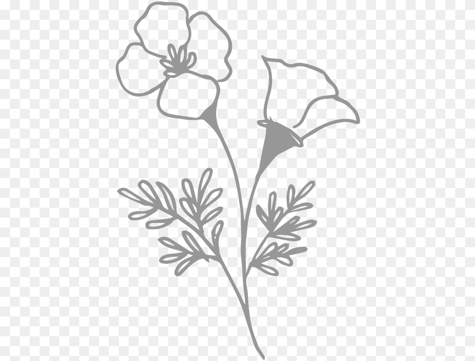 Floral Buttercup, Stencil, Flower, Plant, Art Png Image