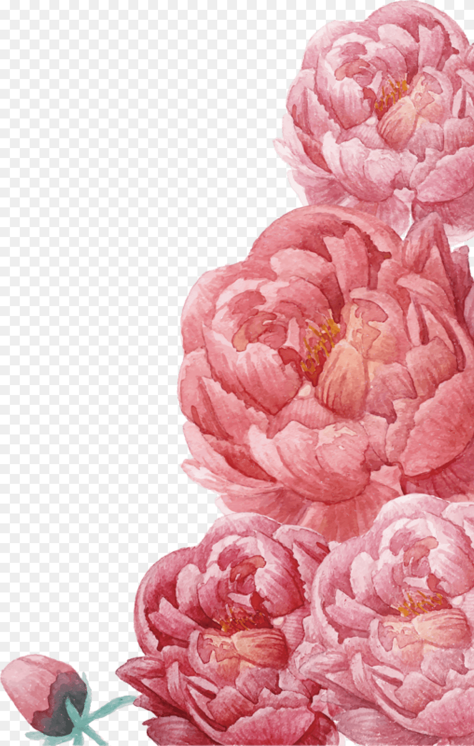 Floral Clip Art Peonies, Flower, Plant, Rose, Carnation Free Png Download