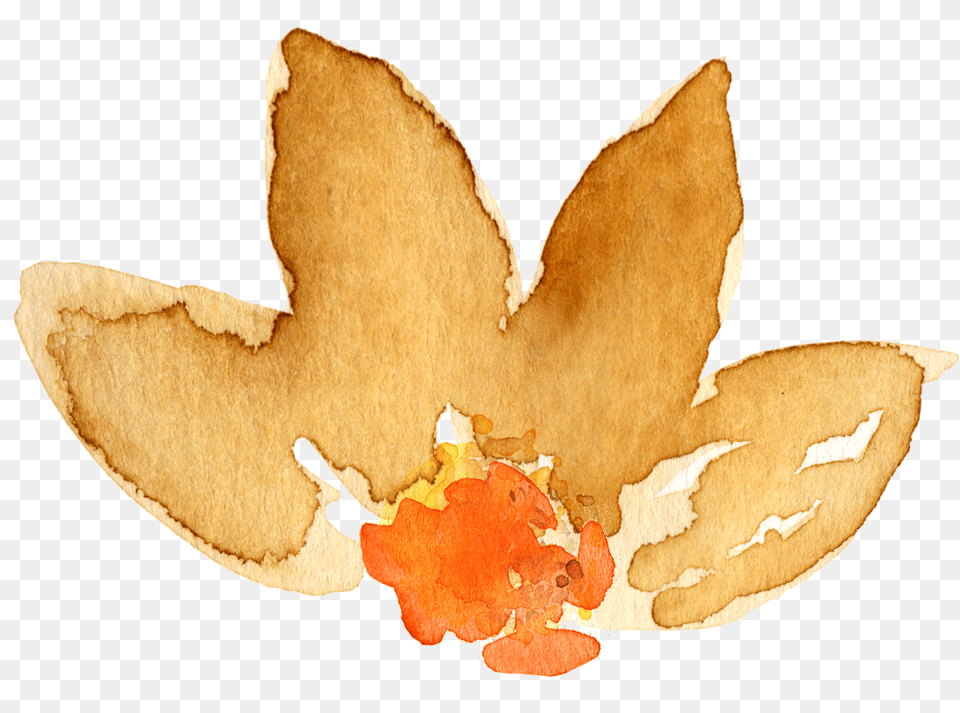 Floral Clipart Autumn Transparent For Watercolor Autumn Leaves, Leaf, Plant, Peel, Fungus Png Image