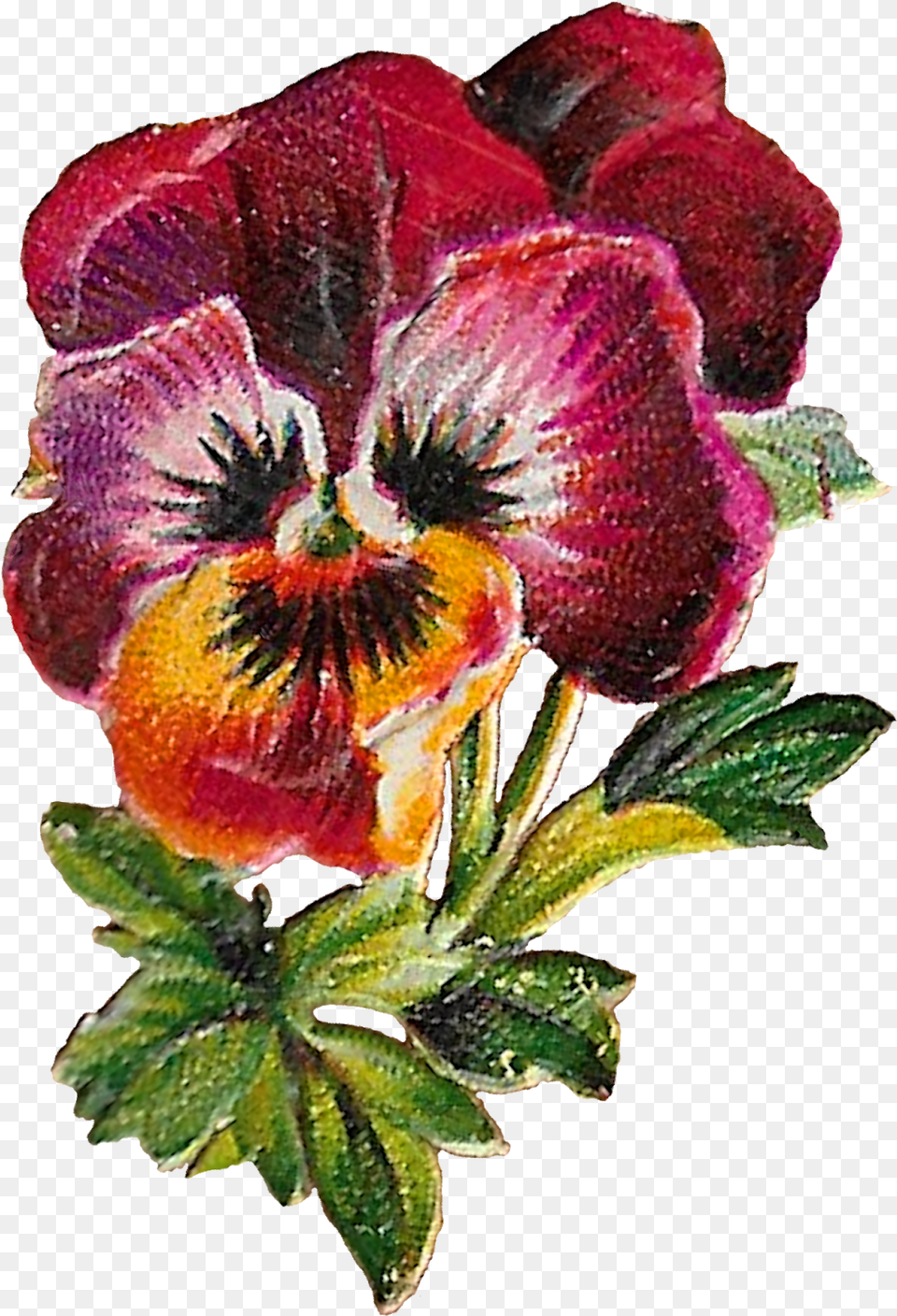Floral Clipart Image Flower Pansy Purple Digital Artificial Flower, Plant, Petal Png
