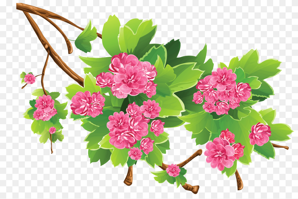 Floral Clipart Spring, Flower, Plant, Geranium, Leaf Png Image