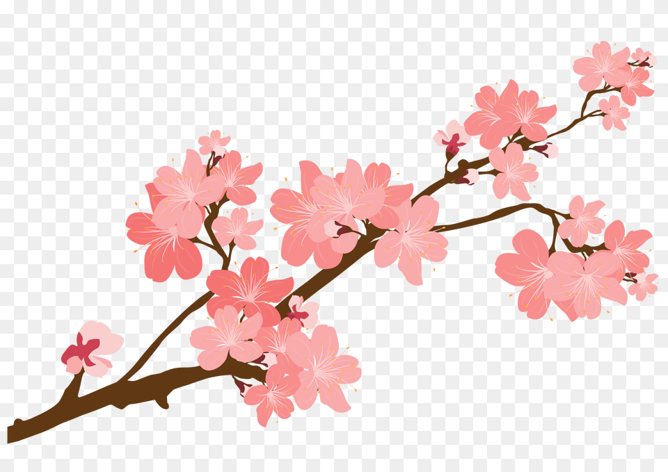 Floral Clipart Sticker Floral Sticker, Flower, Plant, Cherry Blossom Png