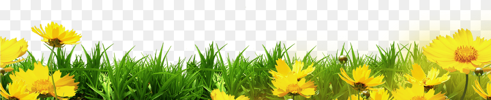 Floral Clipart Template, Daisy, Spring, Plant, Outdoors Png Image