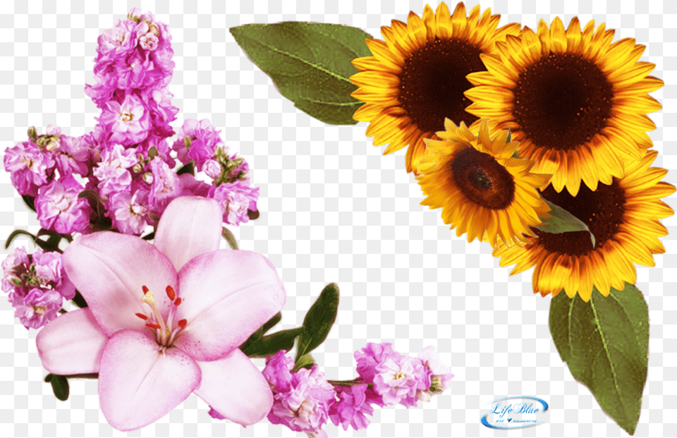 Floral Corner, Flower, Flower Arrangement, Petal, Plant Free Png Download