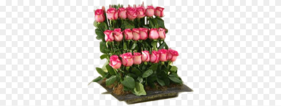 Floral Coro De Rosas Rose, Flower, Flower Arrangement, Flower Bouquet, Plant Free Transparent Png