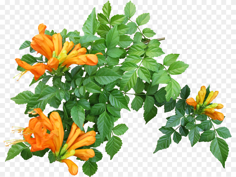 Floral Creepers Flower Creeper Plant, Acanthaceae, Leaf Free Png