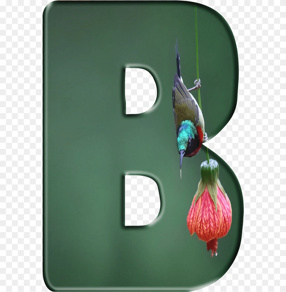 Floral Design, Animal, Beak, Bird, Adult Png