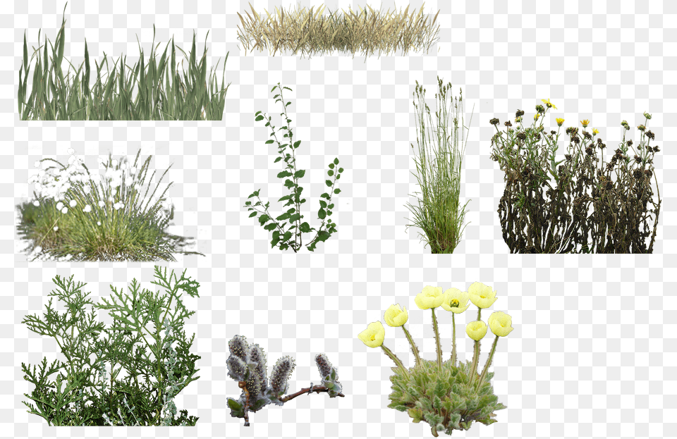Floral Design, Plant, Herbs, Grass, Herbal Png
