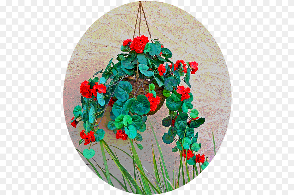 Floral Design, Flower, Geranium, Plant, Flower Arrangement Free Transparent Png