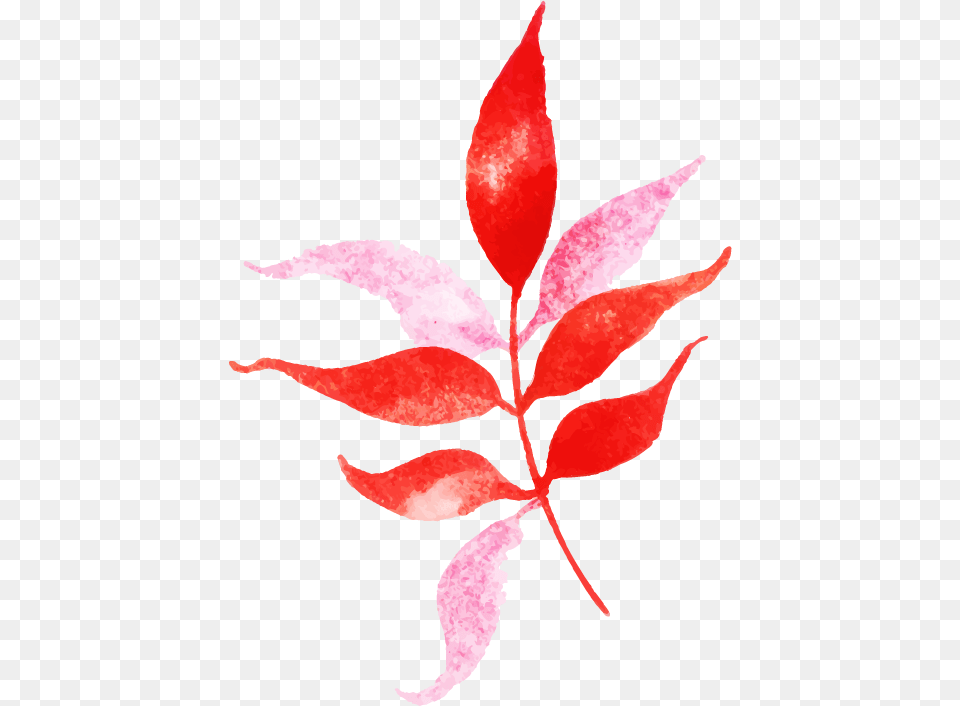 Floral Design, Leaf, Plant, Flower, Petal Free Transparent Png