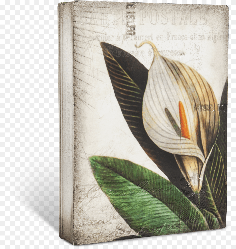 Floral Design, Book, Flower, Plant, Publication Png Image